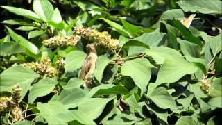 アカメガシワに集まる野鳥（9）キビタキ（♀）（2）－六甲山－2014 10 08