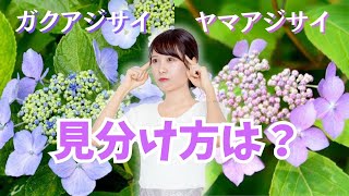 【紫陽花】大きいのはどっち？ ガクアジサイとヤマアジサイの見分け方　2024年6月12日 ウェザーニュース