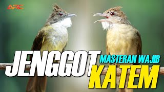 MASTERAN KAPAS TEMBAK GACOR VS JENGGOT GACOR