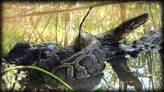 Alligator Attacks Python 08 Time Lapse