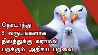 தொடர்ந்து 5 வருடங்களாக நிலத்துக்கு வராமல் வானில் பறக்கும் ஒரே அதிசய பறவை