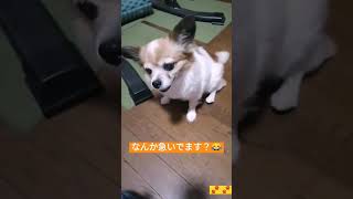 お手を急ぐ犬 #shorts #老犬 #犬 #小型犬 #チワワ #パピヨン