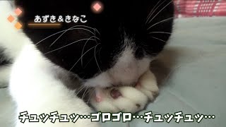 猫の肉球おしゃぶり癖が止まらない！The habit of cats doesn't stop