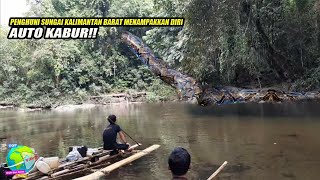 Pengakuan Warga Melihat Ular Piton Raksasa Di Sungai Kalimantan Barat!! Sisiknya Sebesar Piring...