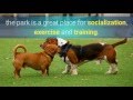 Dog Park Etiquette 101