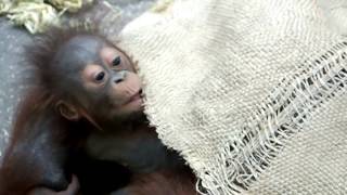 #01 Too Cute!Baby Orangutan. かわいいオランウータンの赤ちゃん。