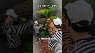 뱅갈호랑이 vs 일반인