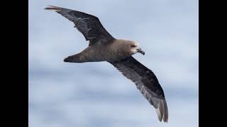 Gadfly Petrels