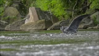 Great Blue Heron Catches Herring