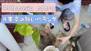 放置してたクワズイモの植え替え/Alocasia odora/Bacterial soft rot