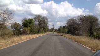 南非克魯格野生國家公園 Kruger National Park 開車在園區的路上巧遇走在馬路上的長頸鹿