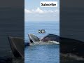 what does a whale eat short marinelife wildlife oceanexploration naturedocumentar mystery underwater