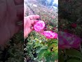 double delight mother plant rare rose exotic fruit viral online