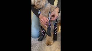 HOW TO FIT YOUR WALKEE PAWS BOOT LEGGINGS (NO CHEST STRAP!) 🐾✨