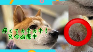 #犬　皮膚#柴犬　かゆみ　柴犬　　幸福のカユミを改善する方法を模索中🙏