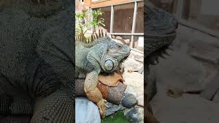 Sok gosok iguana, ada yang berani nggak?