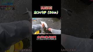 【閲覧注意】魚（カンパチ54㎝）の脳天締めと血抜き#shorts #釣り #ショアジギング