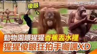 動物園餵猩猩香蕉丟水裡 猩猩傻眼狂拍手嘲諷 網笑：下次別丟了XD｜三立新聞網 SETN.com