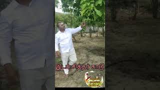 நாகலிங்க மரம் ரகசியம்/#cannonball tree/#shorts/#trending/#சிவன் மரம் /#சித்தர் காடு/#நாகலிங்க மரம்