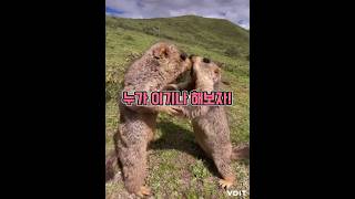 마멋이 싸우고 있는 이유는?! ( Subtitle : Fighting marmot )