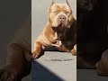 yes boos this kind of dog animals dog pitbull