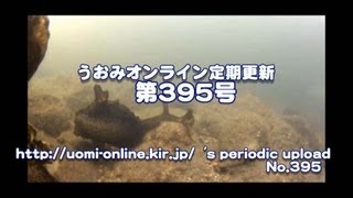 アメフラシがこんなとこで産卵！？【水中動画の定期更新No.395】