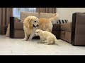 golden retriever reacts to golden retriever puppy