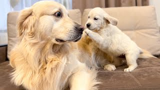 Golden Retriever Reacts to Golden Retriever Puppy
