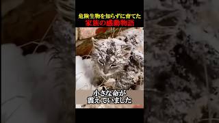 危険生物を知らずに育てた家族の感動物語　#動物 #感動