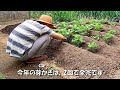 じゃがいも🥔の2回目の芽かき✂️🌱と1回目の土寄せ🫱🌱👨‍🌾　2024.4.27