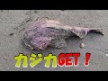 【北海道】　門別漁港　サーフ　ひらめちゃんにマツカワを釣らせる！　カジカ　アブラコ　日高