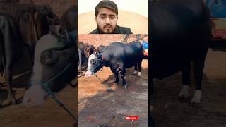 Black Bear bull #ruby #cow #brahman #trending #cattlefarm# viral cords # viral funny# fyp# majestic