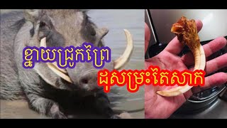 ខ្នាយជ្រូកព្រៃដុះម្រះតៃសាក Wild boars grow Taipei