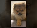 cuteness overload shorts cute pomeranian teddy fluffy 80smusic