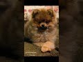 cuteness overload shorts cute pomeranian teddy fluffy 80smusic