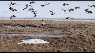 First Flock of Migratory Birds Return to Qinghai Lake in Northwest China