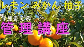 【春の管理講座)】 レモン、みかん、柚子の３月までにおこなう管理ポイント