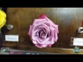 jftv presents the rose wall featuring nina roses