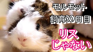 モルモットの動き　初めて見たリスのような動作　飼育30日目