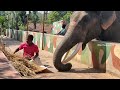 elephant feeding time ಆನೆಗಳ ಆಹಾರ ಸಮಯ