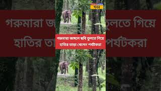 জঙ্গলে ছবি তুলতে গিয়ে তেড়ে এল হাতি । Gorumara । Tourists chased by Elephant । Viral Video