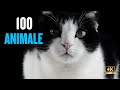 100 Animals for kids 4K | NAMES and SOUNDS