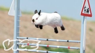 Cute Bunny Jumping Competition! | The Cute Show
