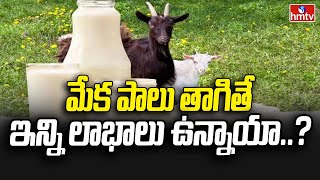 Goat Milk : మేక పాలు తాగితే ఇన్ని లాభాలు ఉన్నాయా...??? | News Chips | h