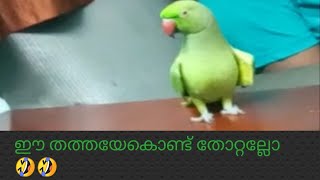 മിത്തു തത്തയുടെ  വിശേഷങ്ങൾ