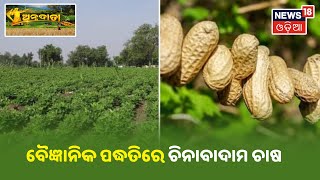 Annadata I ବୈଜ୍ଞାନିକ ପଦ୍ଧତିରେ ଚିନାବାଦାମ ଚାଷ (Groundnut Farming)