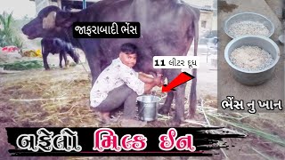 બફેલો મિલ્ક ઈન - જાફરાબાદી ભેંસ - buffalo milking by hand -  Kathiyawadi Desi Vlogs