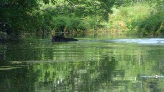 Kayaking NJ Bear Encounter on the Musconetcong River 082114