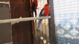 crimson rosella breeding pair