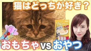 猫が好きなのはどっち？おもちゃorおやつ！【猫動画】